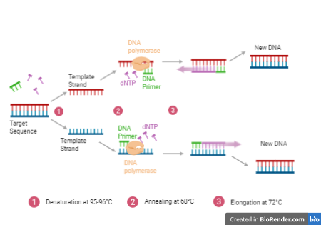 D-PCR-DY-23 Ausbildungsressourcen - D-PCR-DY-23 Simulationsfragen, D-PCR-DY-23 Online Prüfung